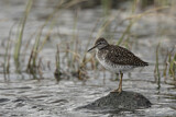 Image. Wood Sandpiper