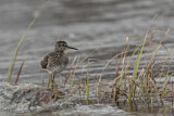 Image. Wood Sandpiper