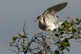 Image. Wood Sandpiper