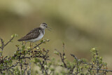 Image. Wood Sandpiper