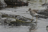 Image. Wood Sandpiper
