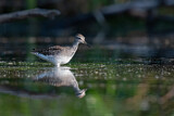 Image. Wood Sandpiper