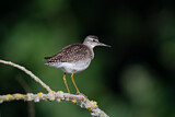 Image. Wood Sandpiper