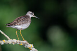 Image. Wood Sandpiper