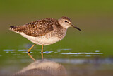 Image. Wood Sandpiper