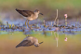 Image. Wood Sandpiper