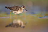 Image. Wood Sandpiper