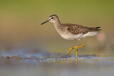 Image. Wood Sandpiper