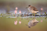 Image. Wood Sandpiper