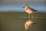 Image. Wood Sandpiper
