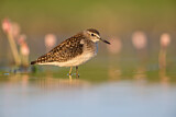 Image. Wood Sandpiper