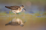 Image. Wood Sandpiper