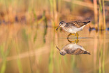Image. Wood Sandpiper