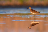 Image. Wood Sandpiper
