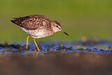 Image. Wood Sandpiper