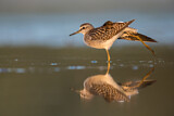 Image. Wood Sandpiper