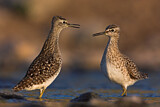 Image. Wood Sandpiper