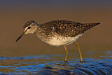 Image. Wood Sandpiper