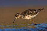 Image. Wood Sandpiper