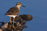 Image. Wood Sandpiper