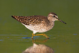 Image. Wood Sandpiper