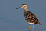 Image. Wood Sandpiper