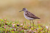 Image. Wood Sandpiper
