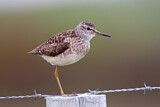 Image. Wood Sandpiper