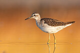 Image. Wood Sandpiper