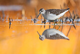 Image. Wood Sandpiper