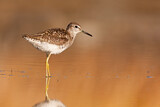 Image. Wood Sandpiper