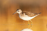 Image. Wood Sandpiper