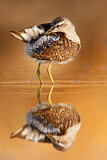 Image. Wood Sandpiper