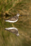 Image. Wood Sandpiper