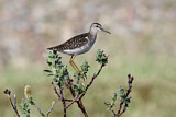 Image. Wood Sandpiper