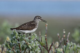 Image. Wood Sandpiper