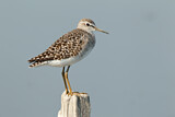 Image. Wood Sandpiper