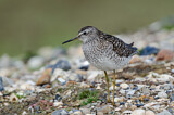 Image. Wood Sandpiper