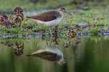 Image. Wood Sandpiper
