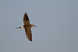Image. Wood Sandpiper