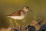 Image. Wood Sandpiper
