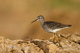 Image. Wood Sandpiper
