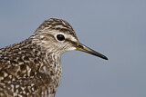 Image. Wood Sandpiper