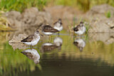 Image. Wood Sandpiper