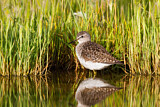 Image. Wood Sandpiper