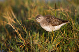Image. Wood Sandpiper