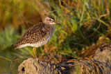 Image. Wood Sandpiper