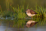Image. Wood Sandpiper