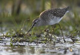 Image. Wood Sandpiper