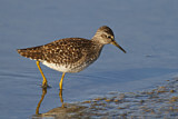 Image. Wood Sandpiper